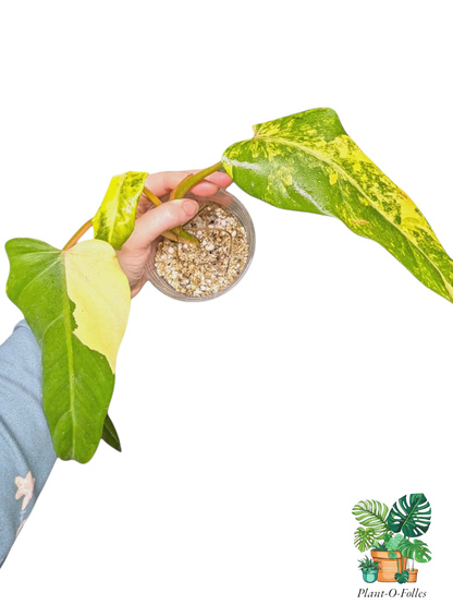 Philodendron domesticum variagata - feuillage élancé et panachure contrastée - Plant - O - Folles