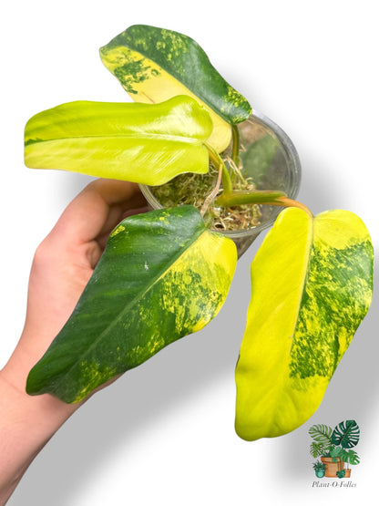 Philodendron domesticum variagata - feuillage élancé et panachure contrastée - Plant - O - Folles