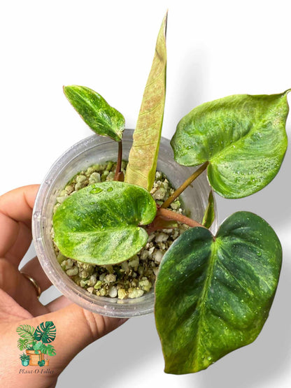 Philodendron El Choco x Billietiae, Rare Variegated Aroid, Tropical Indoor Plant, Arrow Leaf Houseplant for Collectors - Plant - O - Folles