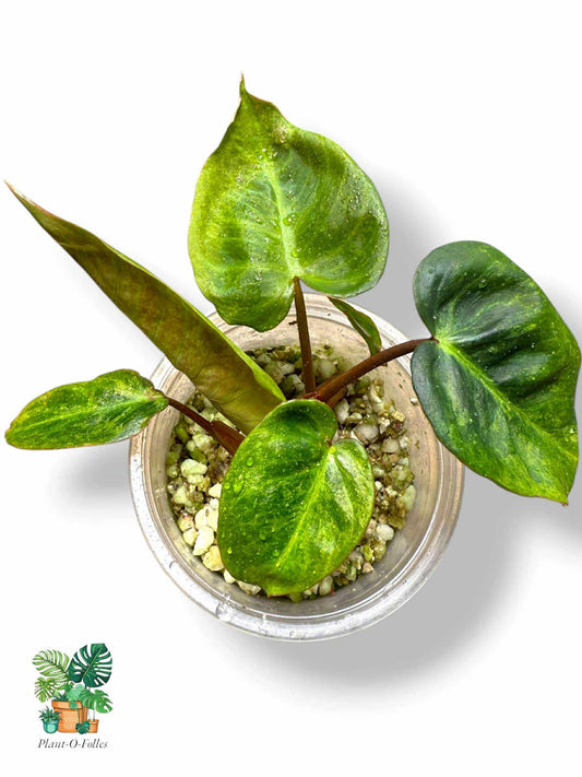 Philodendron El Choco x Billietiae, Rare Variegated Aroid, Tropical Indoor Plant, Arrow Leaf Houseplant for Collectors - Plant - O - Folles