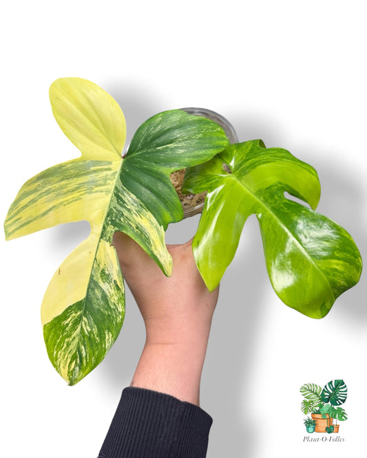 Philodendron ‘Florida Beauty’ - couleur spectaculaire - Plant - O - Folles