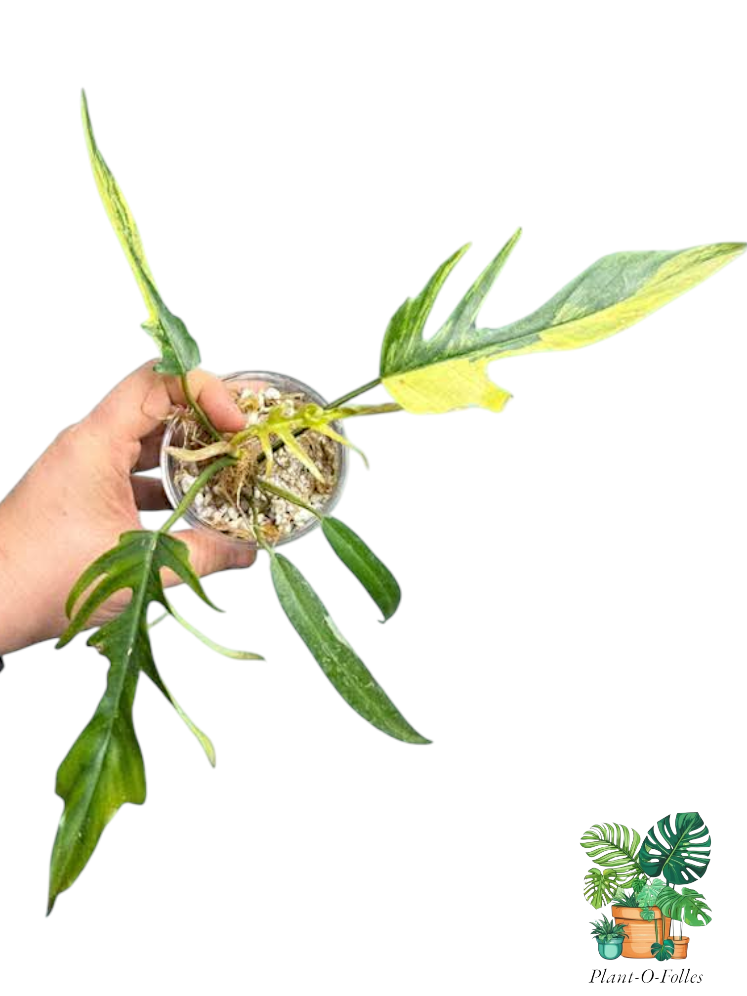 Philodendron Florida Beauty × Tortum – Hybride rare au feuillage sculptural - Plant - O - Folles