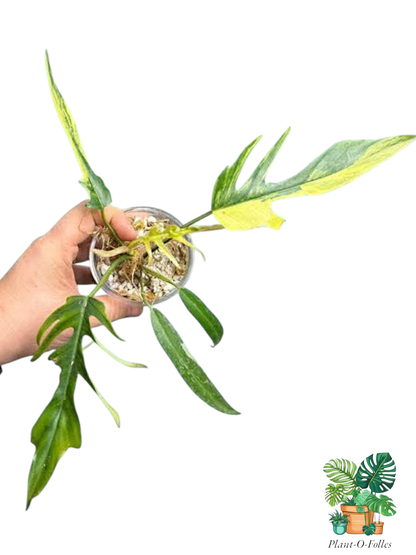 Philodendron Florida Beauty × Tortum – Hybride rare au feuillage sculptural - Plant - O - Folles