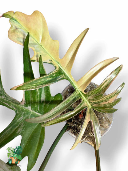 Philodendron Florida Beauty × Tortum, Rare Variegated Aroid, Tropical Indoor Plant, Arrow Leaf Houseplant for Collectors - Plant - O - Folles
