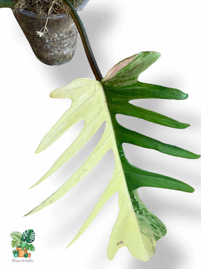 Philodendron Florida Beauty × Tortum, Rare Variegated Aroid, Tropical Indoor Plant, Arrow Leaf Houseplant for Collectors - Plant - O - Folles
