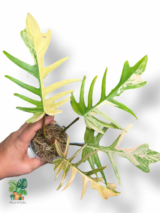 Philodendron Florida Beauty × Tortum, Rare Variegated Aroid, Tropical Indoor Plant, Arrow Leaf Houseplant for Collectors - Plant - O - Folles