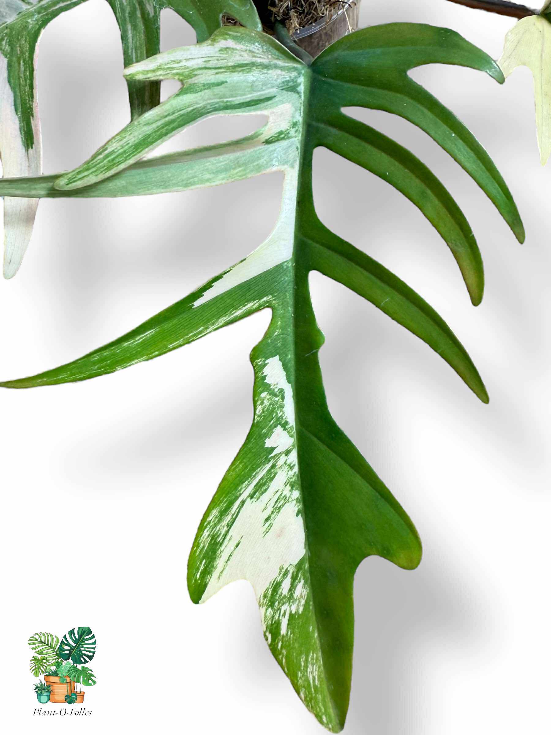 Philodendron Florida Beauty × Tortum, Rare Variegated Aroid, Tropical Indoor Plant, Arrow Leaf Houseplant for Collectors - Plant - O - Folles
