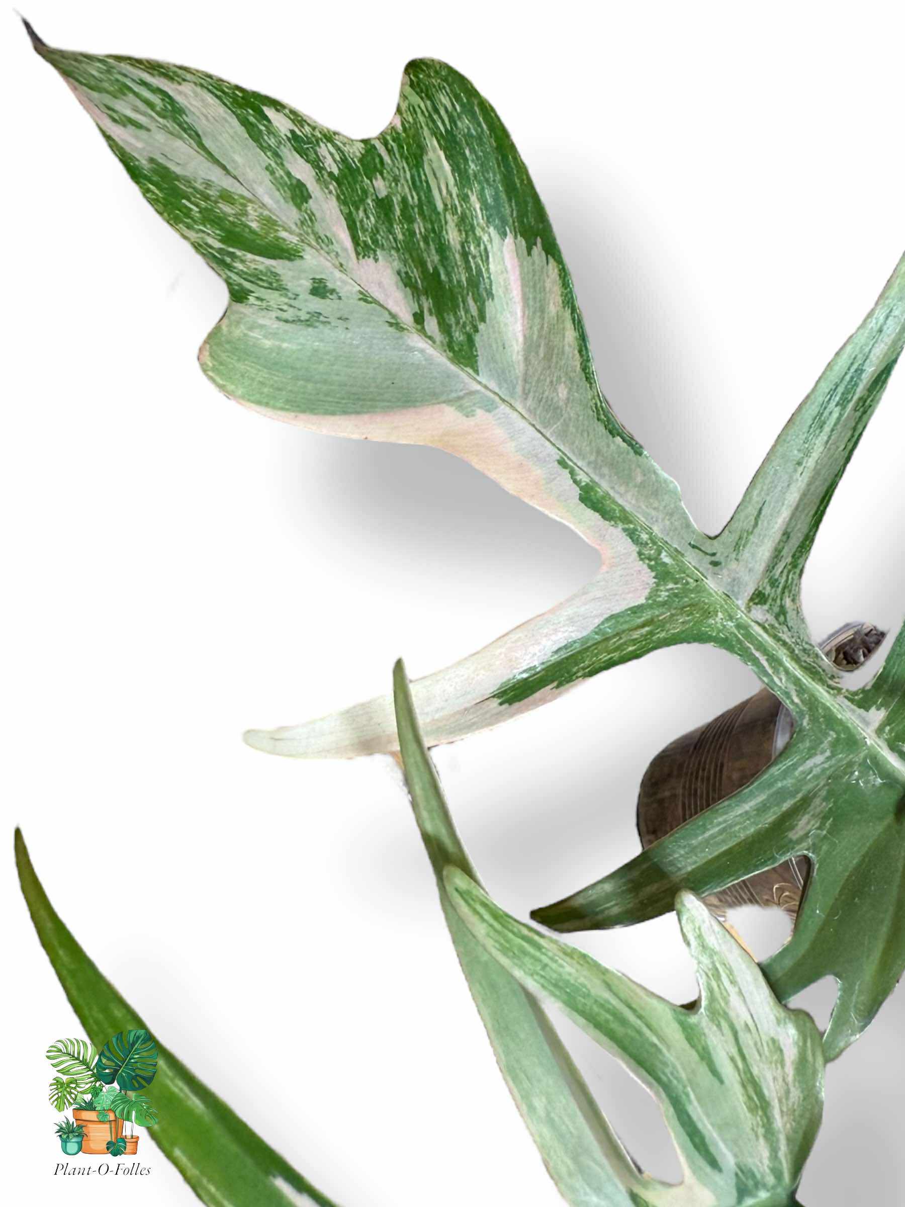 Philodendron Florida Beauty × Tortum, Rare Variegated Aroid, Tropical Indoor Plant, Arrow Leaf Houseplant for Collectors - Plant - O - Folles