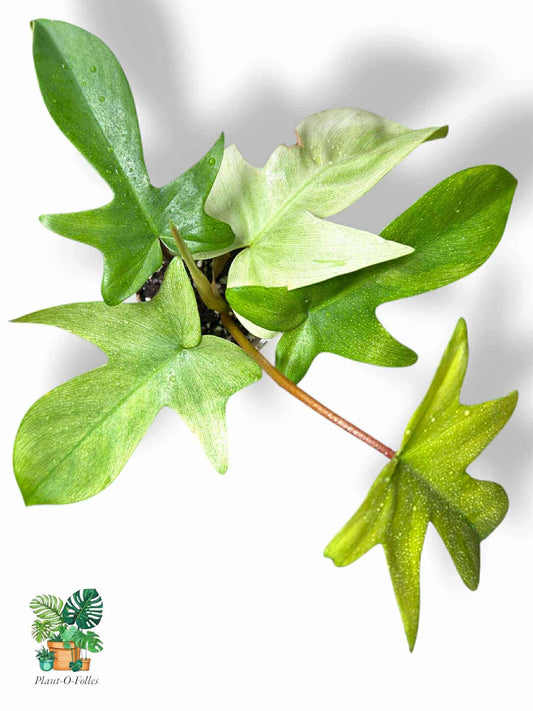 Philodendron Florida Ghost, Rare Variegated Aroid, Tropical Indoor Plant, Arrow Leaf Houseplant for Collectors - Plant - O - Folles
