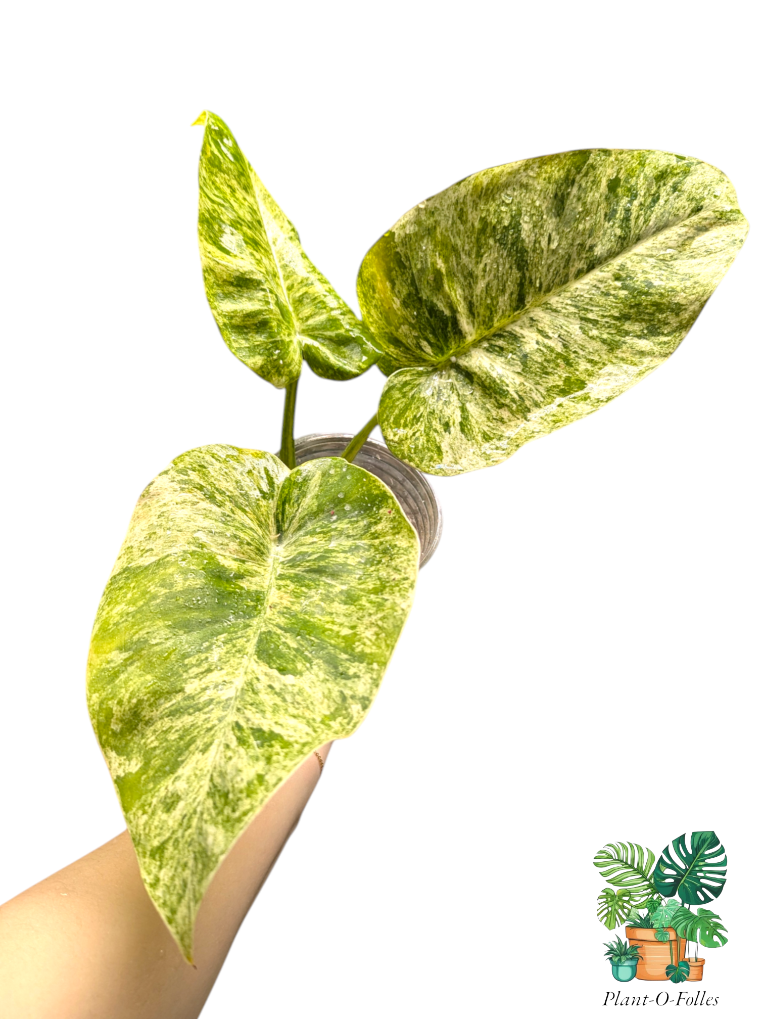 Philodendron ‘Giganteum Blizzard’ - feuillage massif - Plant - O - Folles