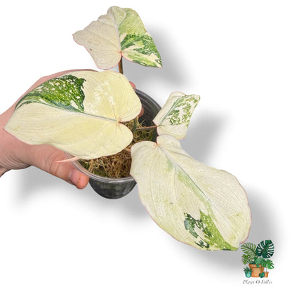 Philodendron Gloriosum Variegated - Feuillage velouté et panachure spectaculaire - Plant - O - Folles