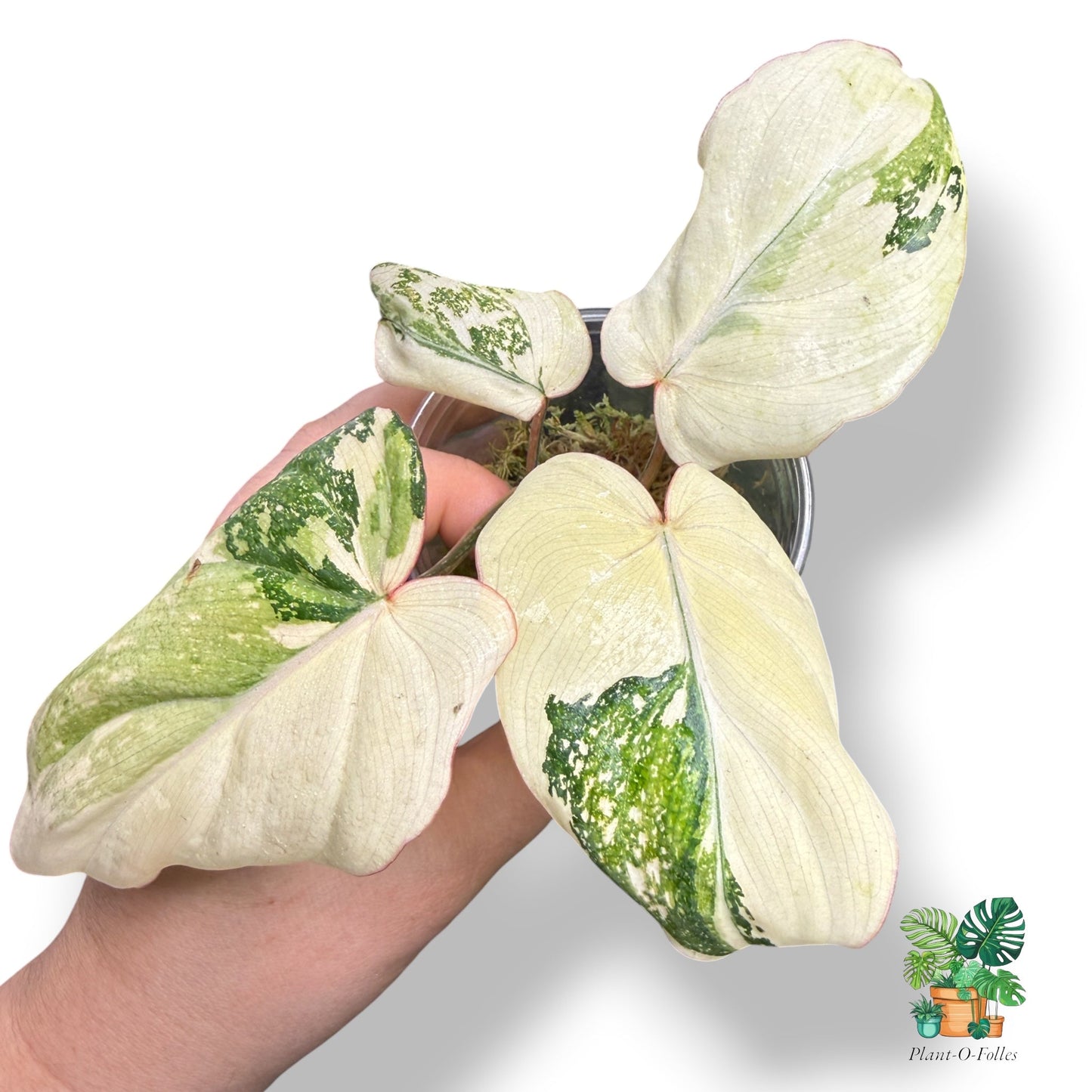 Philodendron Gloriosum Variegated - Feuillage velouté et panachure spectaculaire - Plant - O - Folles