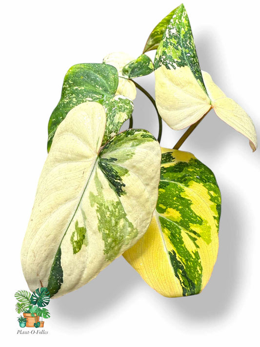 Philodendron Gloriosum Variegated, Rare Variegated Aroid, Tropical Indoor Plant, Arrow Leaf Houseplant for Collectors - Plant - O - Folles