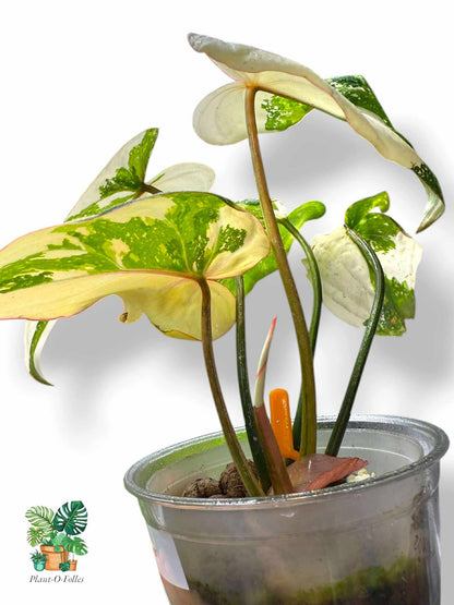 Philodendron Gloriosum Variegated, Rare Variegated Aroid, Tropical Indoor Plant, Arrow Leaf Houseplant for Collectors - Plant - O - Folles
