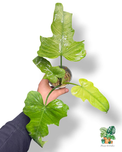 Philodendron Golden Dragon Mint - Plant - O - Folles