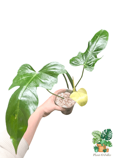 Philodendron Golden Dragon Mint - Plant - O - Folles
