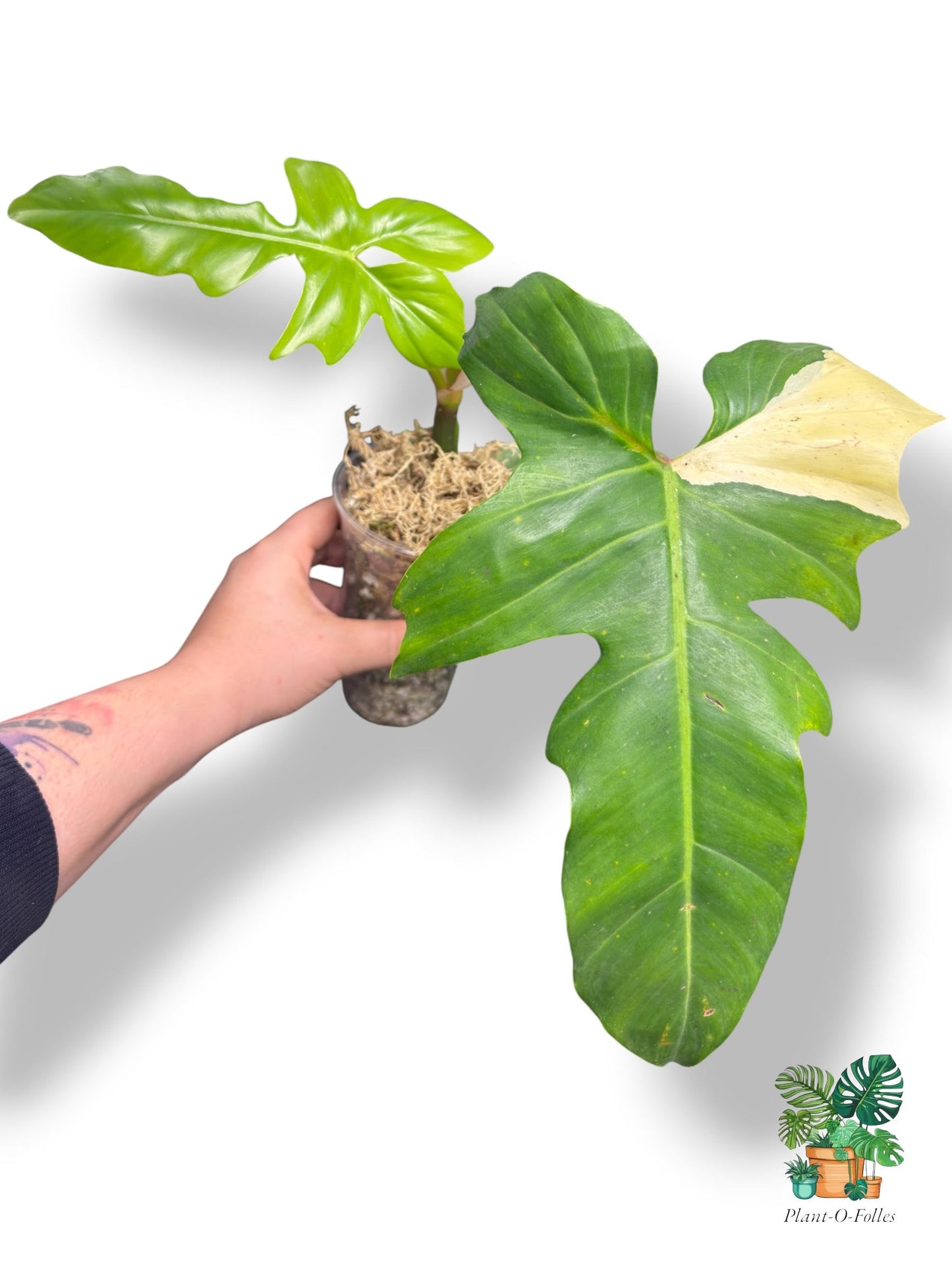 Philodendron ‘Golden Dragon Variegata’ - plante de collection - Plant - O - Folles