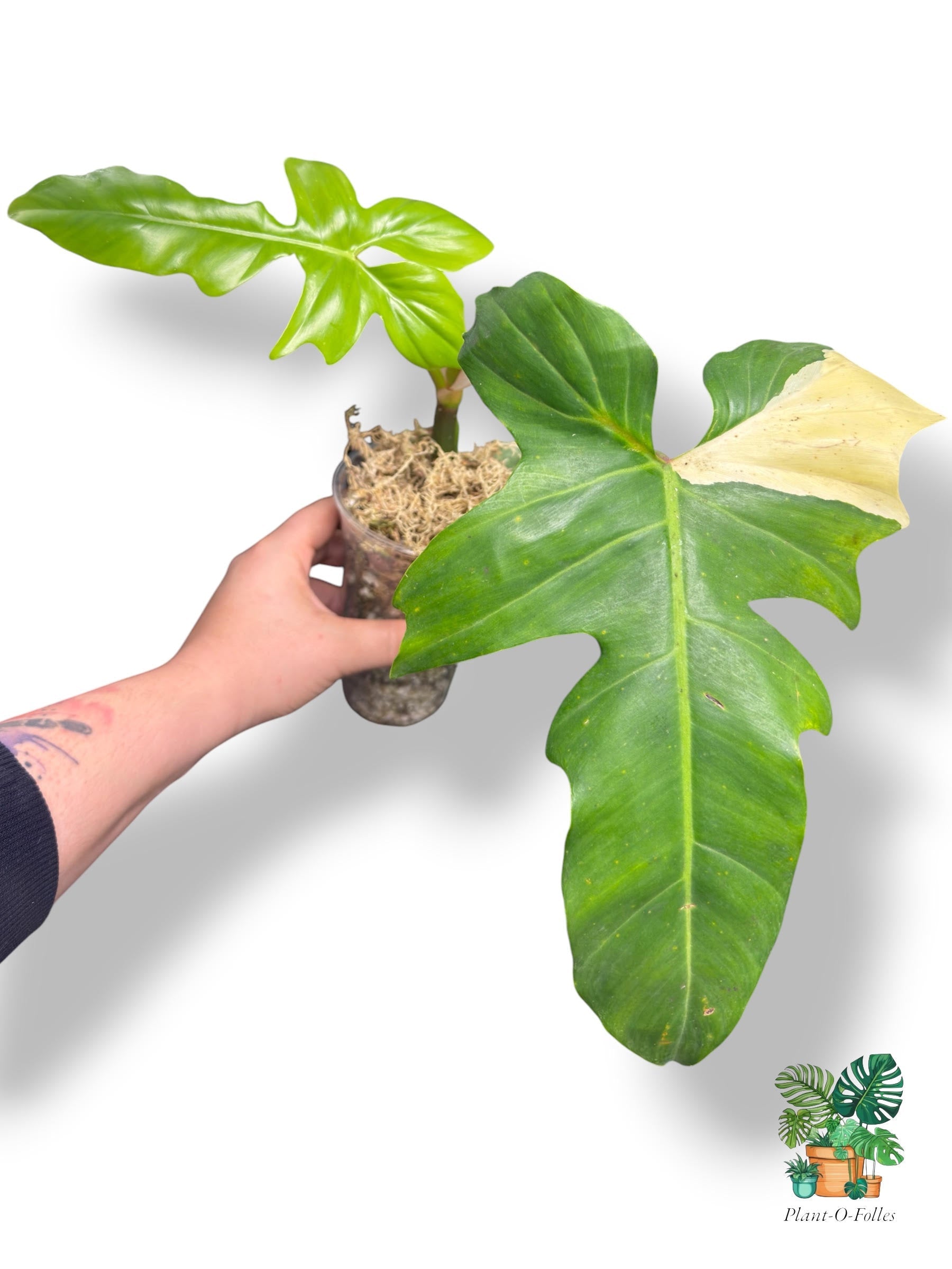 Philodendron ‘Golden Dragon Variegata’ - plante de collection - Plant - O - Folles