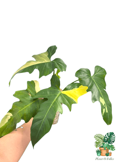 Philodendron ‘Golden Dragon Variegata’ - plante de collection - Plant - O - Folles