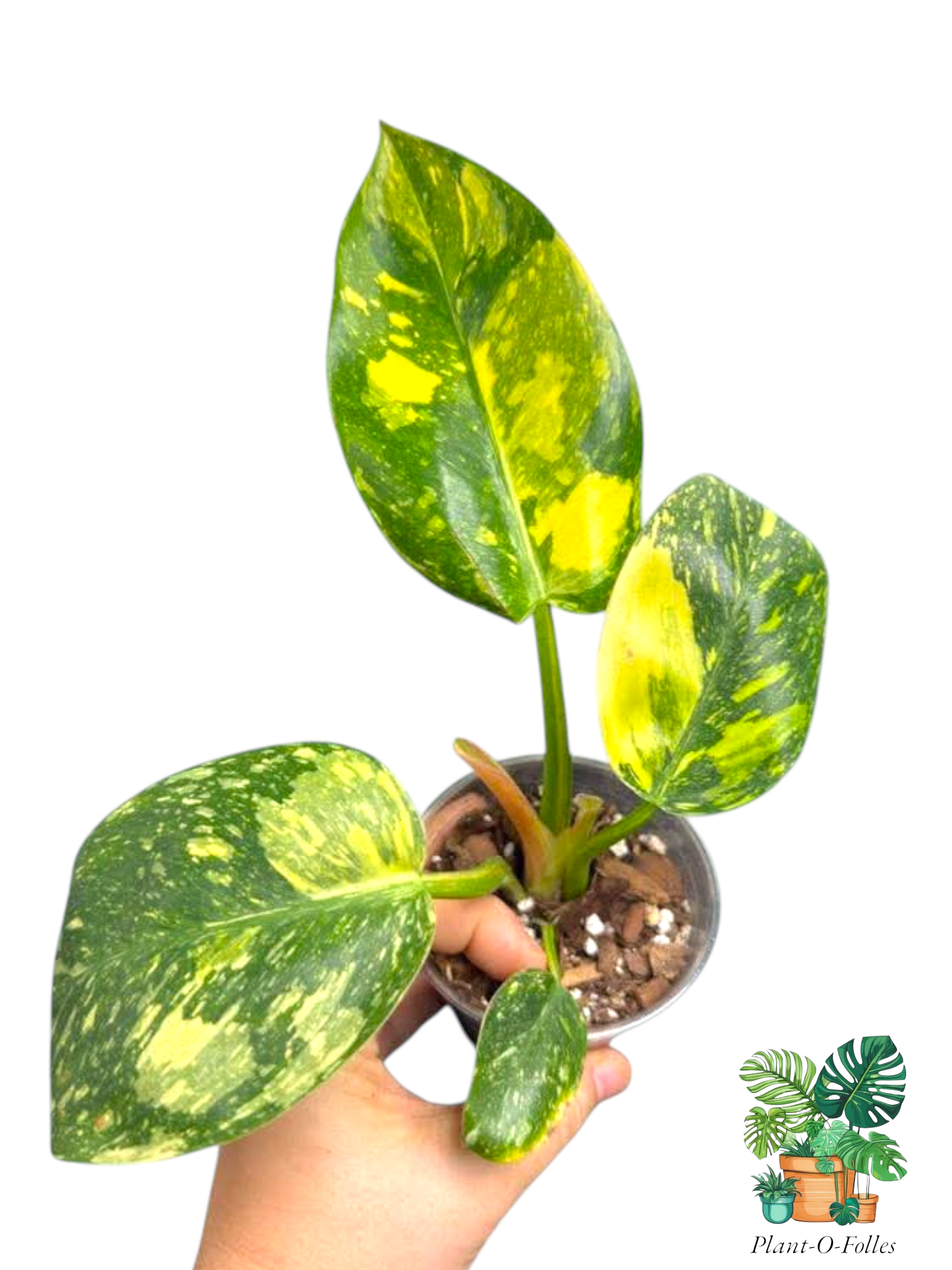 Philodendron Green Congo ‘Nuclear’ – Feuillage massif et panachure lumineuse - Plant - O - Folles