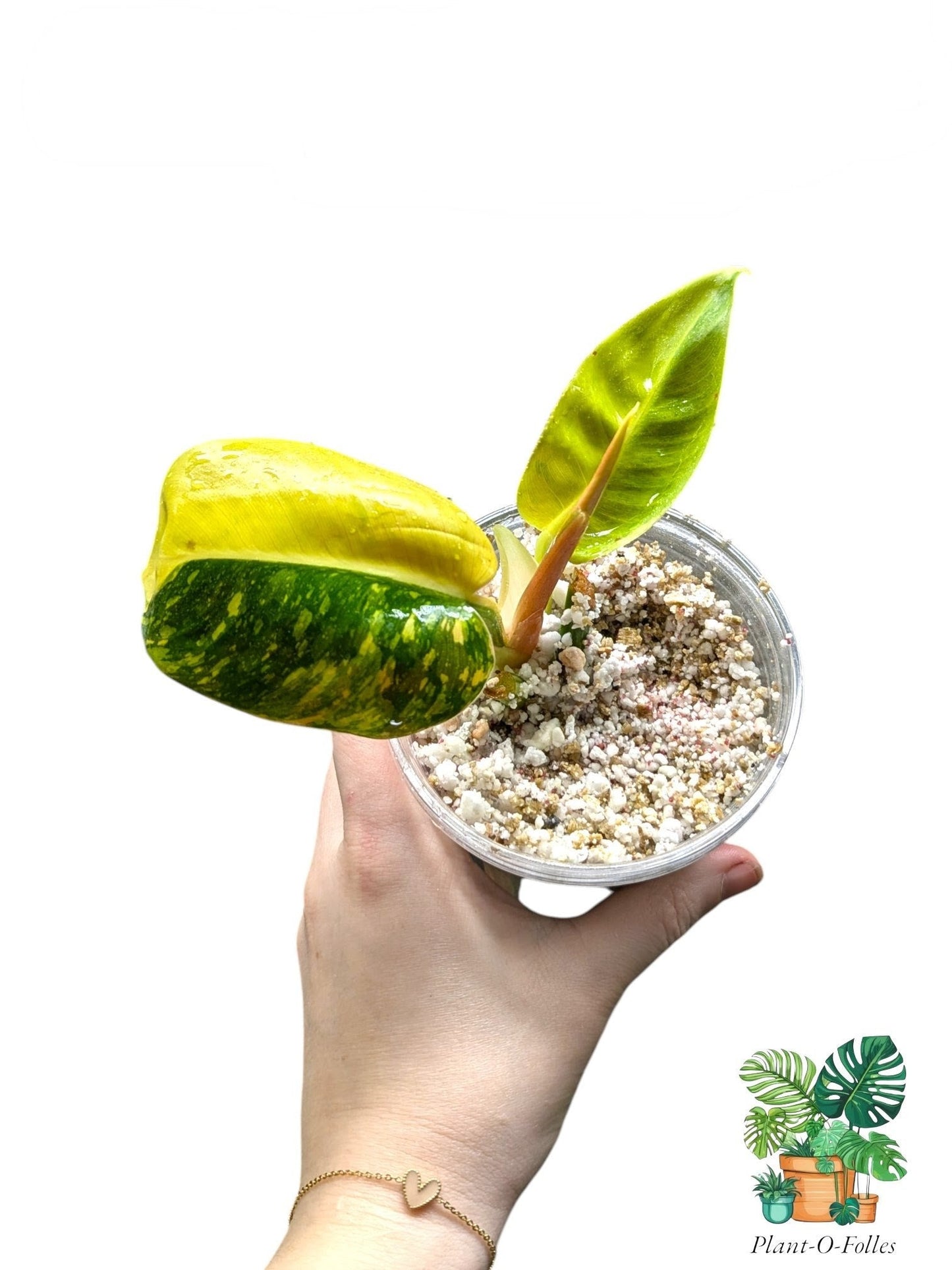 Philodendron Green Congo ‘Nuclear’ – Feuillage massif et panachure lumineuse - Plant - O - Folles