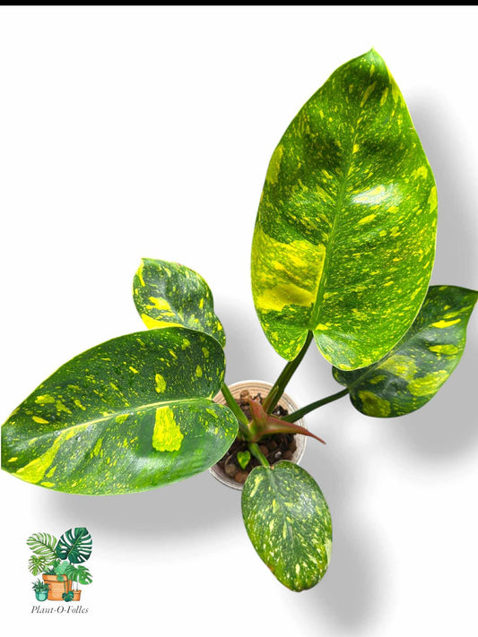 Philodendron Green Congo Nuclear, Rare Variegated Aroid, Tropical Indoor Plant, Arrow Leaf Houseplant for Collectors - Plant - O - Folles