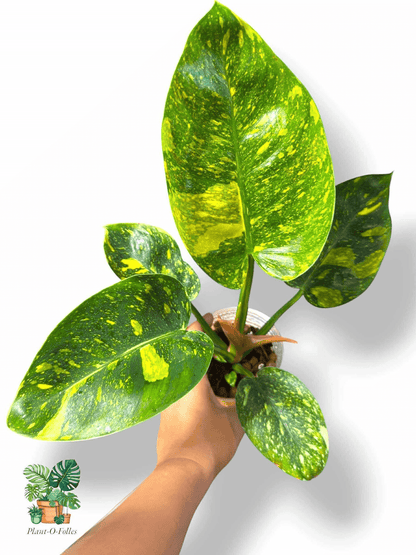 Philodendron Green Congo Nuclear, Rare Variegated Aroid, Tropical Indoor Plant, Arrow Leaf Houseplant for Collectors - Plant - O - Folles