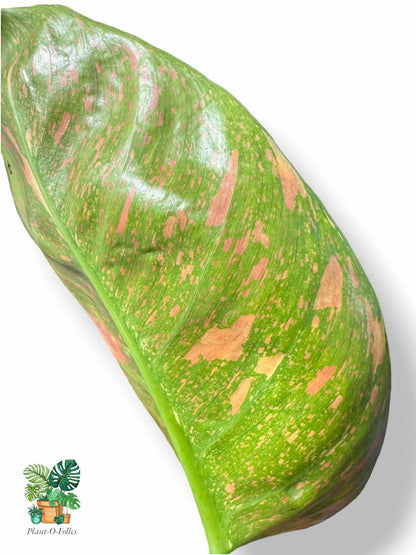 Philodendron Green Congo Nuclear, Rare Variegated Aroid, Tropical Indoor Plant, Arrow Leaf Houseplant for Collectors - Plant - O - Folles