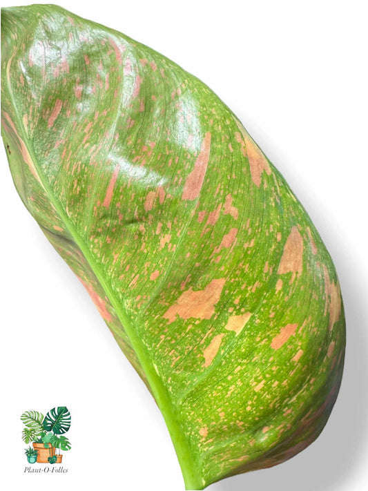 Philodendron Green Congo Nuclear - Plant - O - Folles