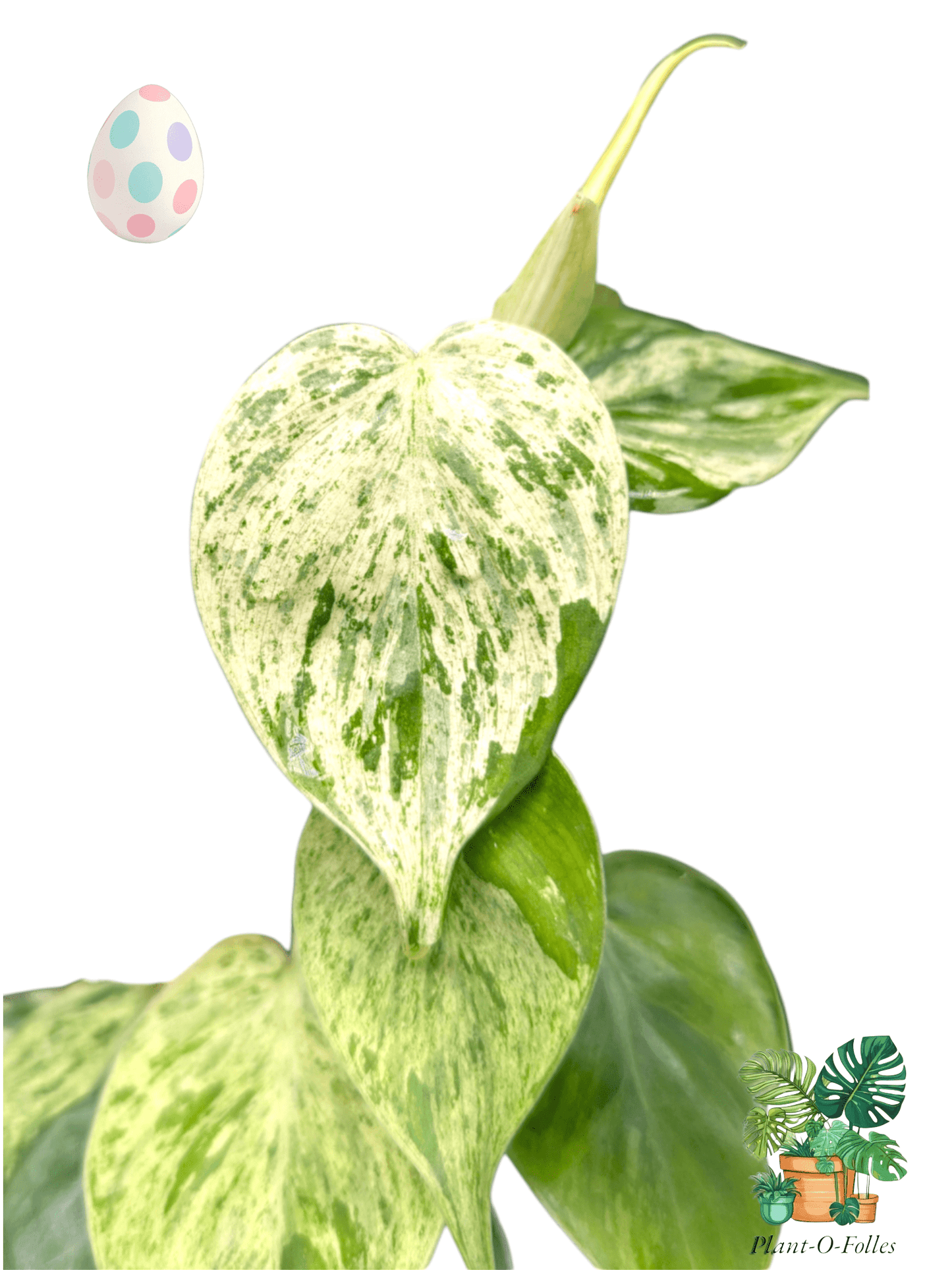 Philodendron hederaceum ‘Variegata’ – Feuillage panaché et port retombant - Plant - O - Folles