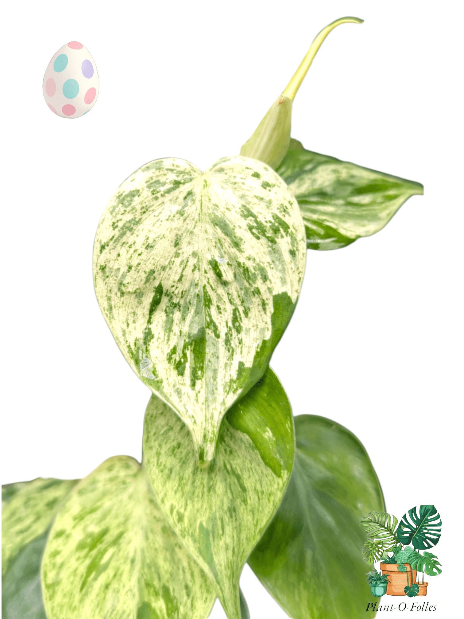 Philodendron hederaceum ‘Variegata’ – Feuillage panaché et port retombant - Plant - O - Folles
