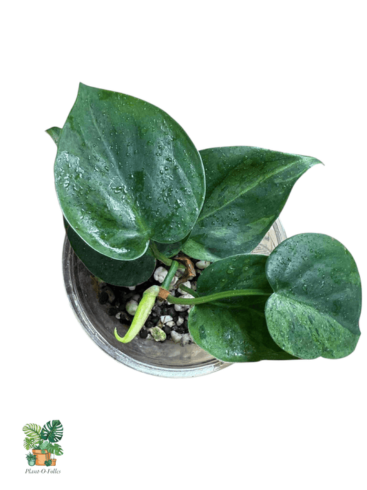 Philodendron Hederaceum Variegata, Rare Variegated Aroid, Tropical Indoor Plant, Arrow Leaf Houseplant for Collectors - Plant - O - Folles