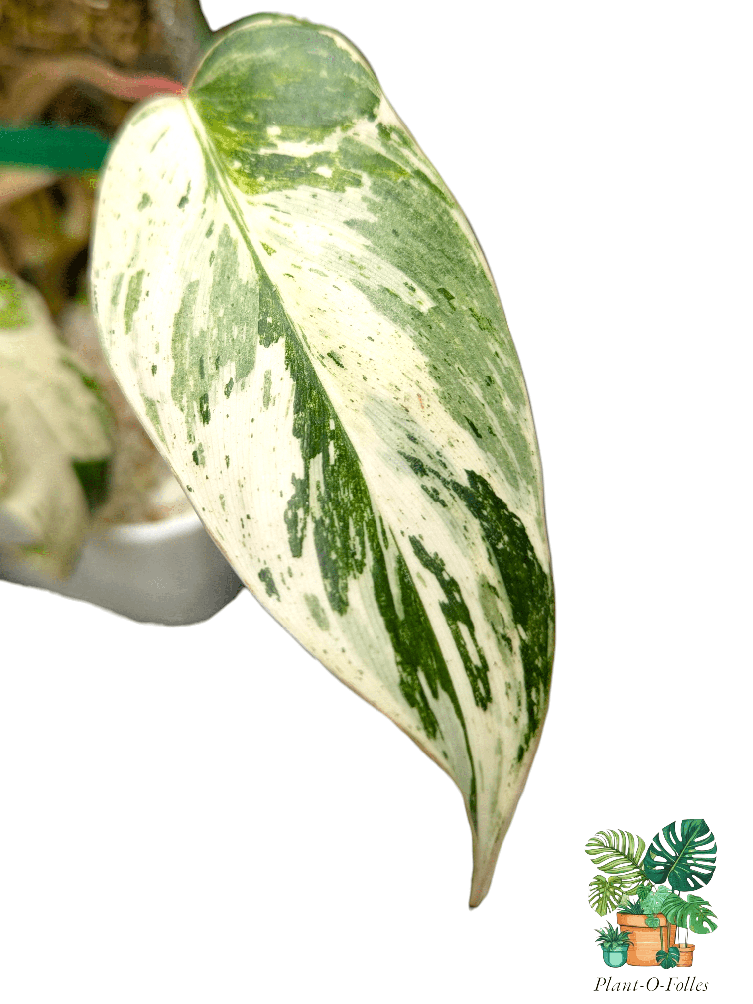 Philodendron ‘Islemani Variegata (Philippines) - Panachure imprévisible - Plant - O - Folles