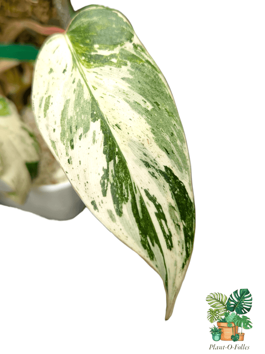 Philodendron ‘Islemani Variegata (Philippines) - Panachure imprévisible - Plant - O - Folles