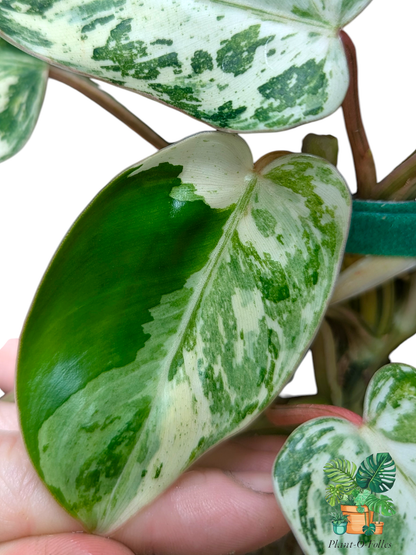 Philodendron ‘Islemani Variegata (Philippines) - Panachure imprévisible - Plant - O - Folles