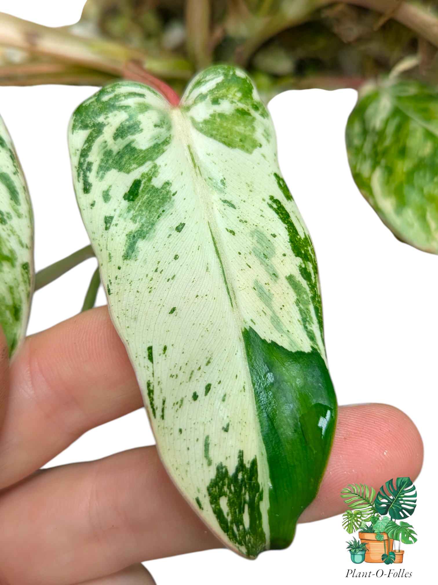 Philodendron ‘Islemani Variegata (Philippines) - Panachure imprévisible - Plant - O - Folles