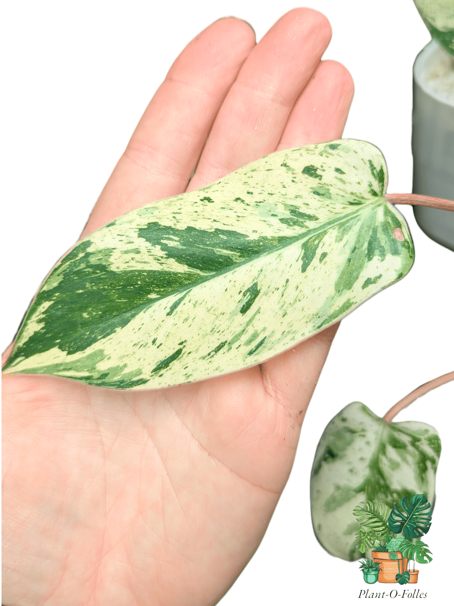 Philodendron ‘Islemani Variegata (Philippines) - Panachure imprévisible - Plant - O - Folles