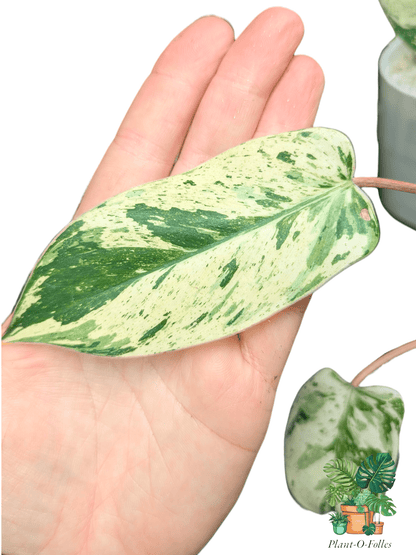 Philodendron ‘Islemani Variegata (Philippines) - Panachure imprévisible - Plant - O - Folles