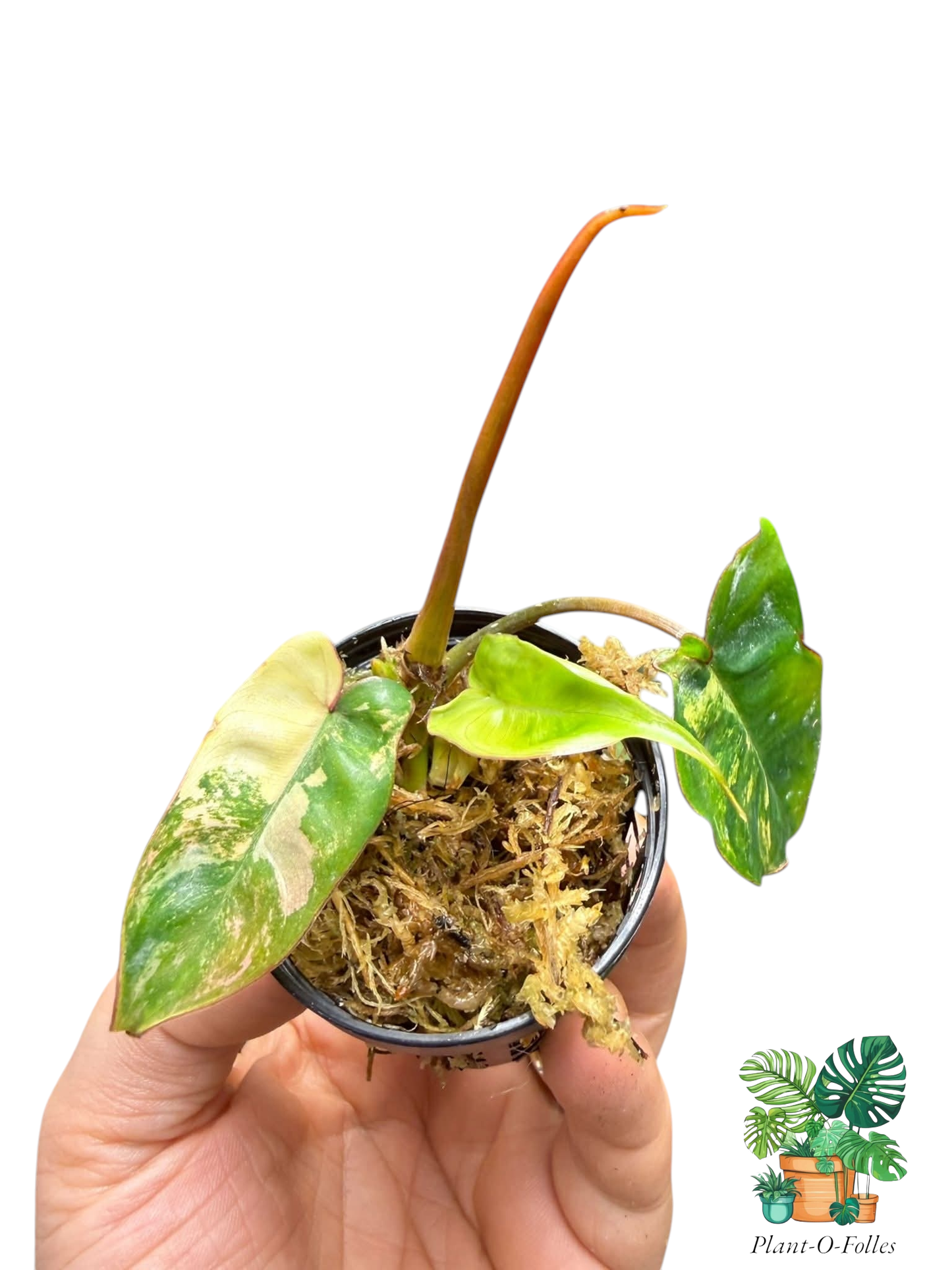 Philodendron Jennifer (hybride Flobe x Billietiae) - Plant - O - Folles