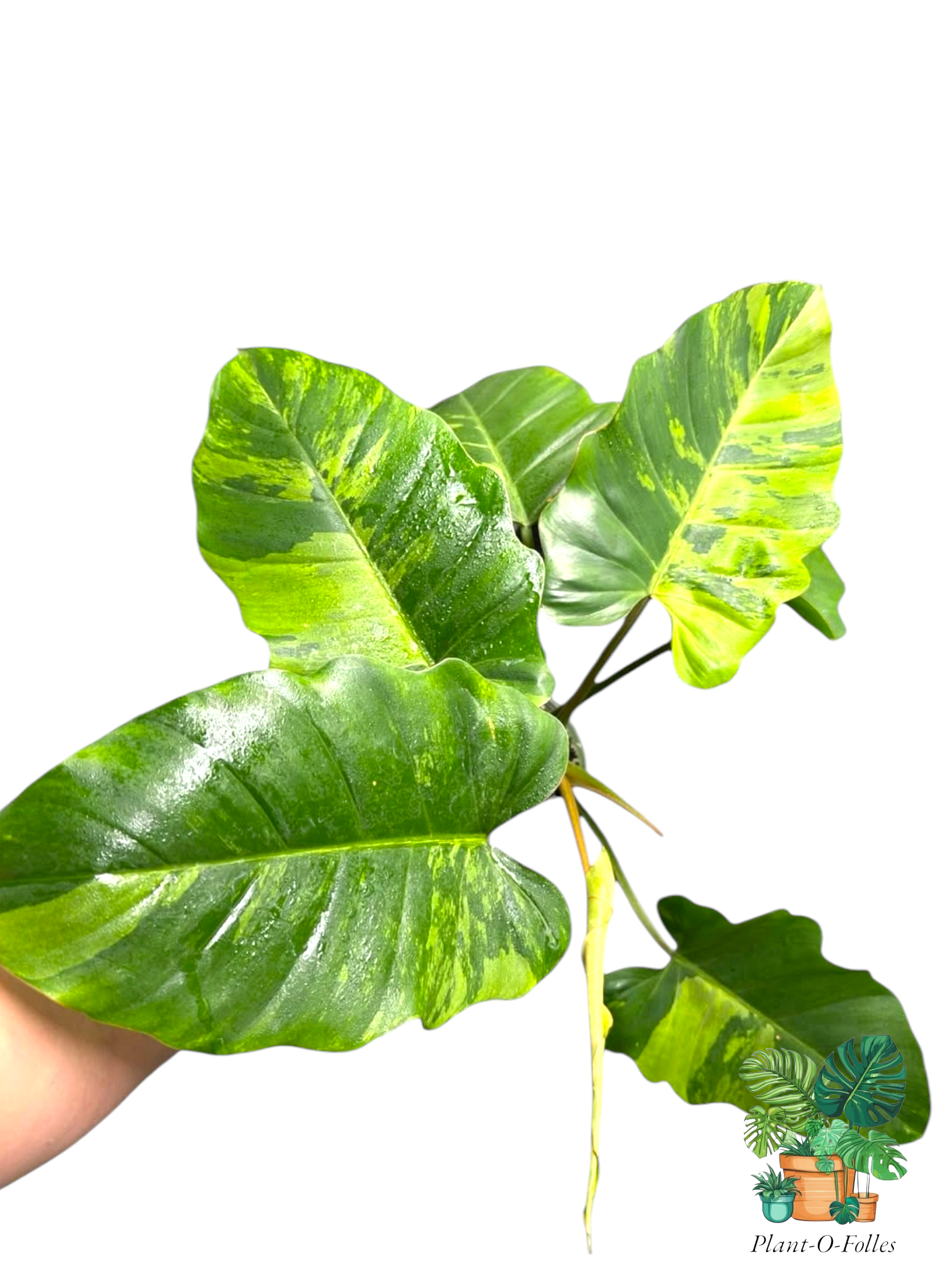 Philodendron ‘Jungle Fever’ – Variété tropicale panachée - Plant - O - Folles