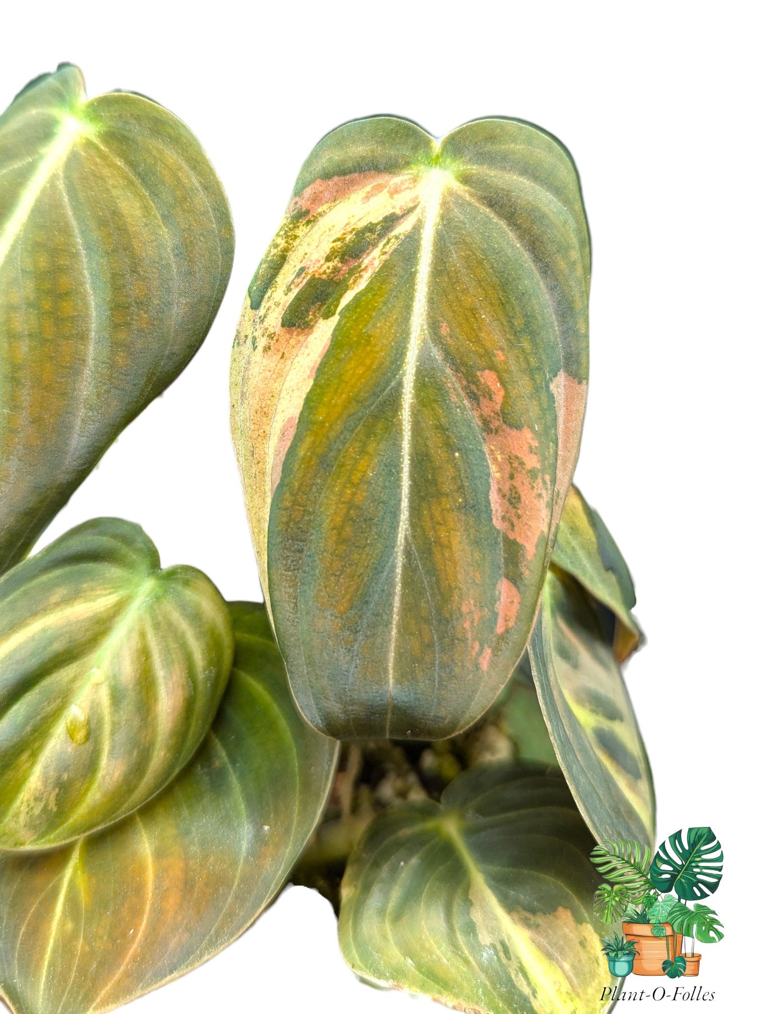 Philodendron melanochrysum Variegata - Plant - O - Folles