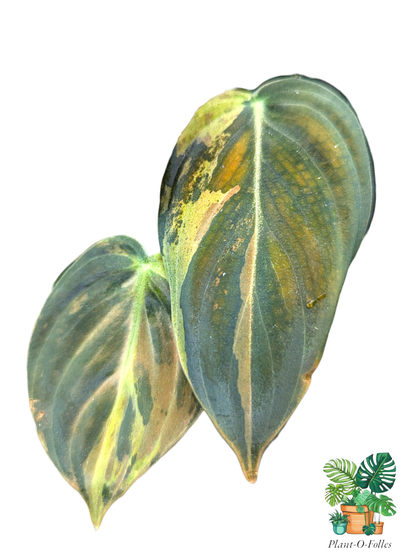 Philodendron melanochrysum Variegata - Plant - O - Folles