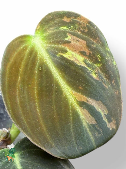 Philodendron melanochrysum Variegata plante variegata