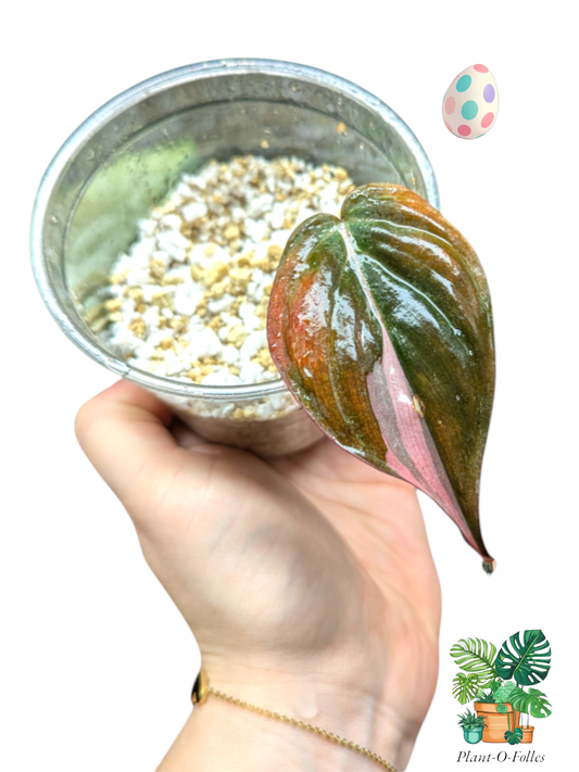 Philodendron ‘Mican Pink’ - Feuillage rose tendre - Plant - O - Folles