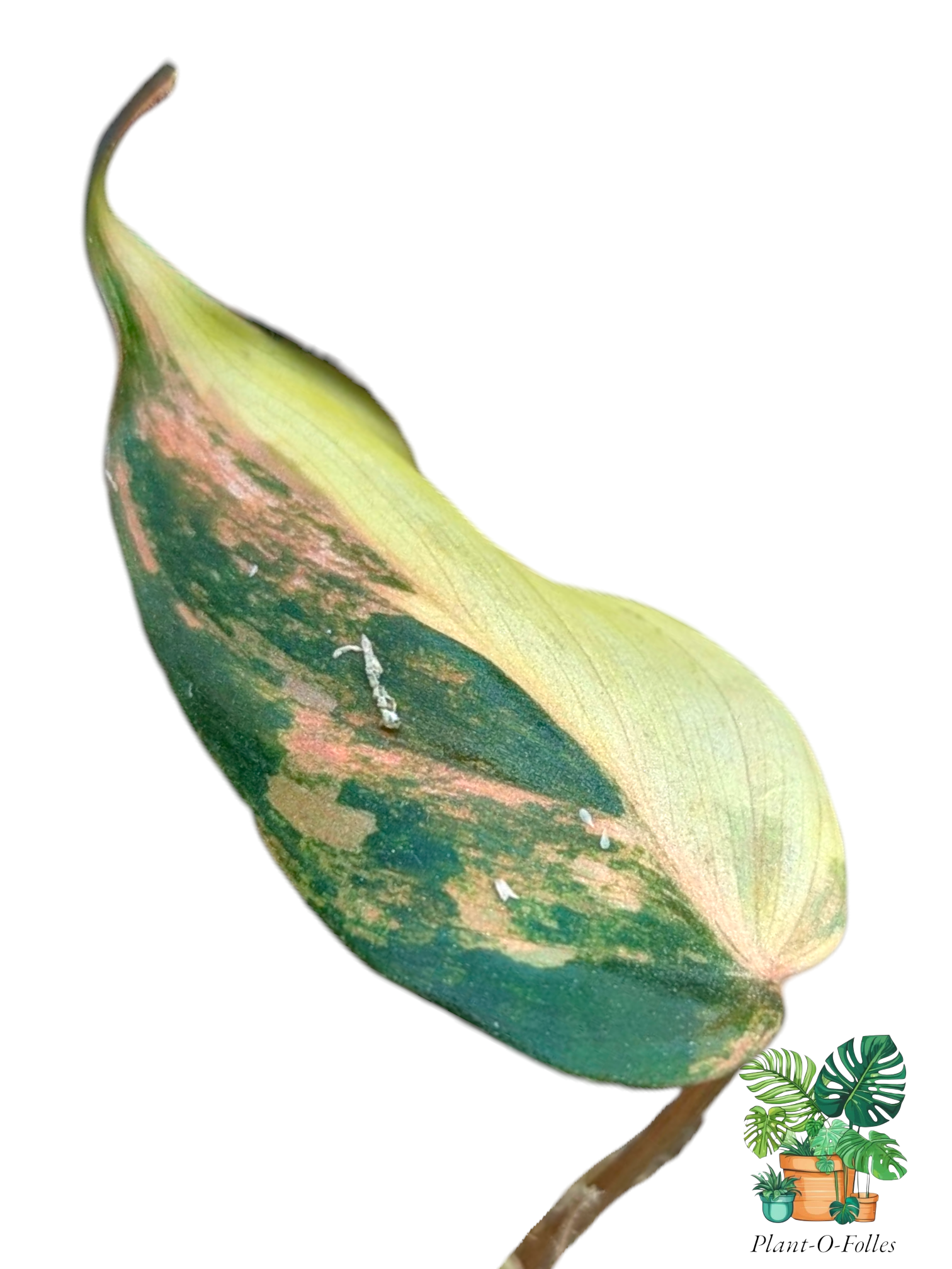 Philodendron ‘Micans Aurea’ - Plant - O - Folles
