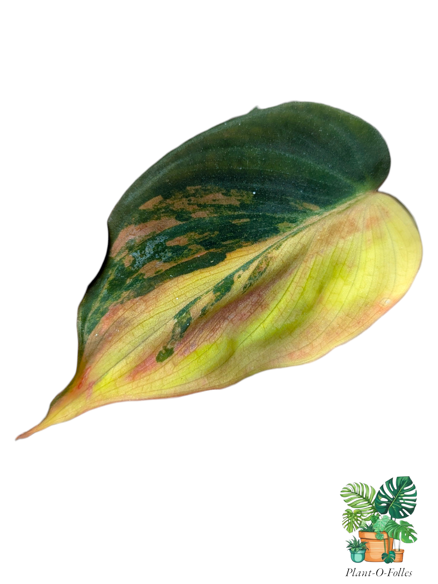 Philodendron ‘Micans Aurea’ - Plant - O - Folles