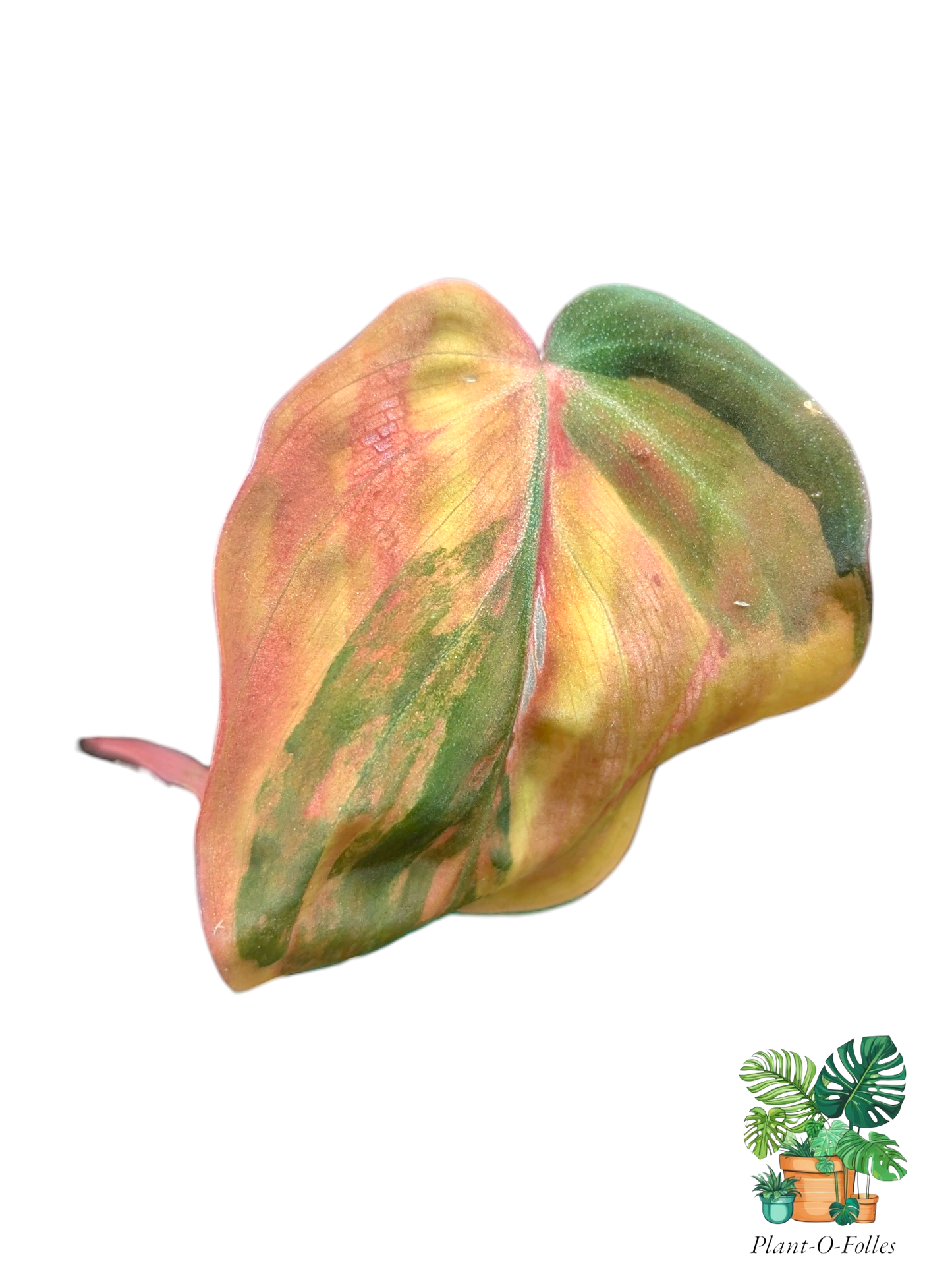 Philodendron ‘Micans Aurea’ - Plant - O - Folles