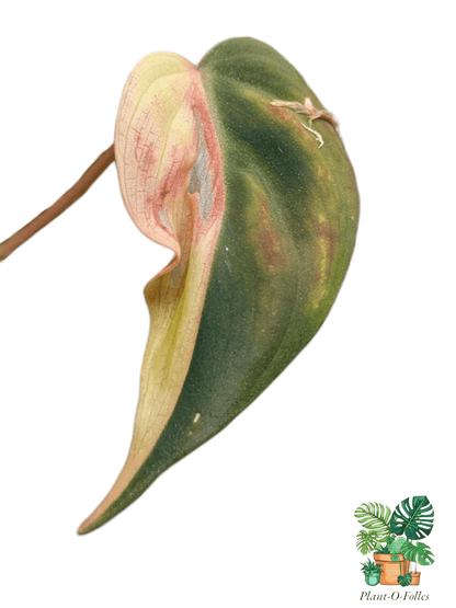 Philodendron ‘Micans Aurea’ - Plant - O - Folles