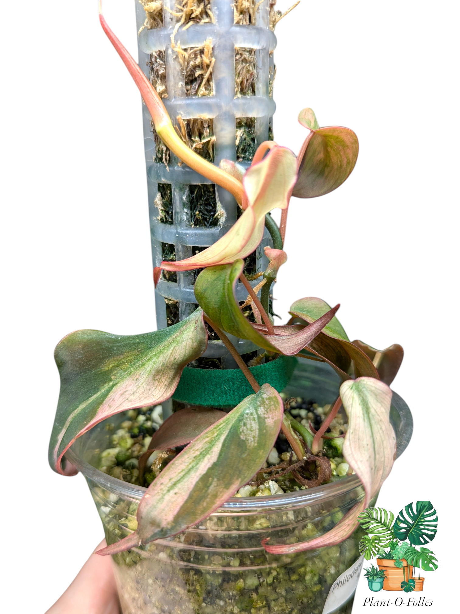 Philodendron ‘Micans Mint’ - Plant - O - Folles