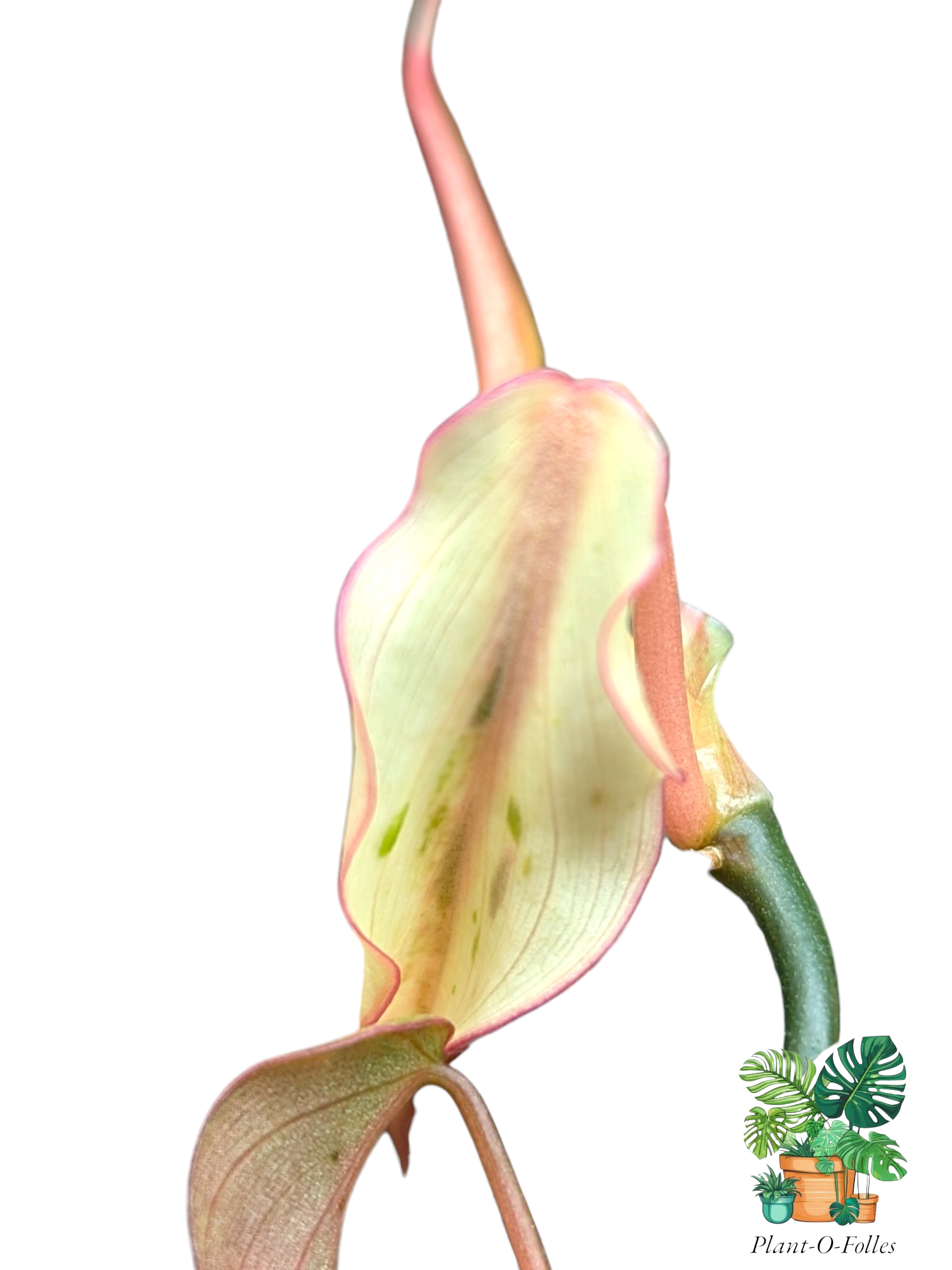 Philodendron ‘Micans Mint’ - Plant - O - Folles